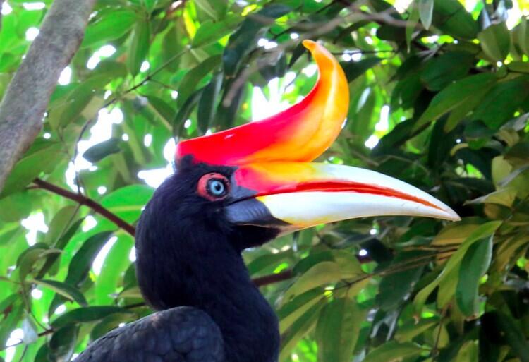 Burung Aneh yg Tampangnya Lebih Mirip Alien Ketimbang Hewan