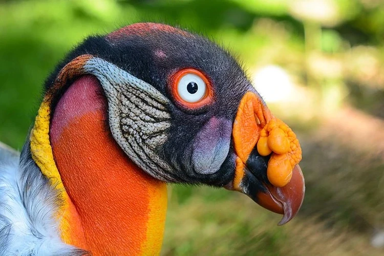 Burung Aneh yg Tampangnya Lebih Mirip Alien Ketimbang Hewan