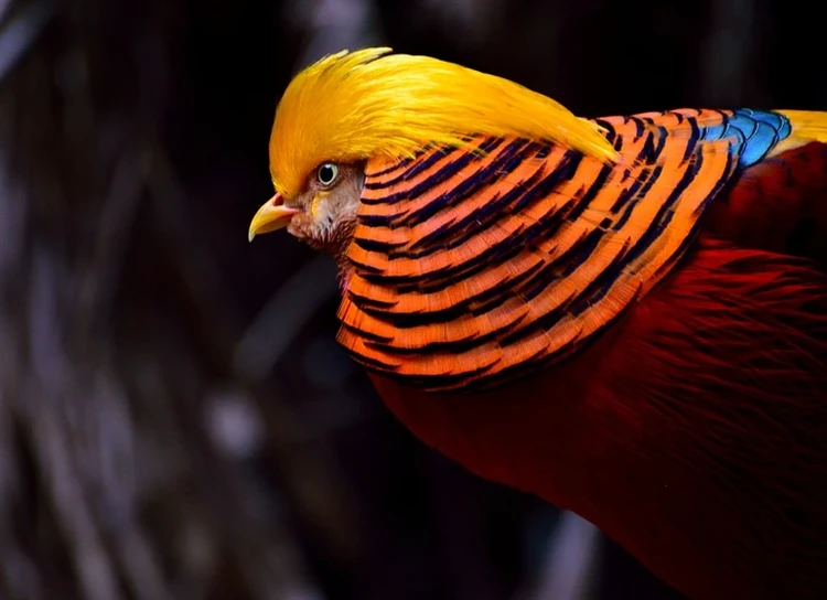Burung Aneh yg Tampangnya Lebih Mirip Alien Ketimbang Hewan