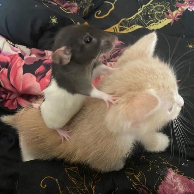 Foto Hewan Lucu & Absurd yg Ada di Internet, Udah Lihat Belum? 
