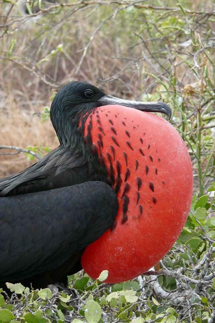 Burung Aneh yg Tampangnya Lebih Mirip Alien Ketimbang Hewan