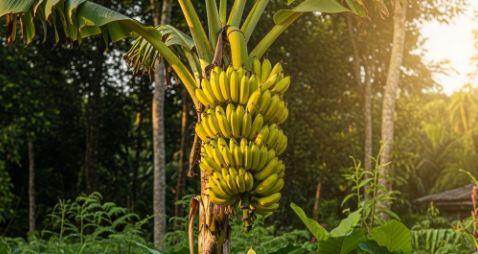 Pohon pisang tidak pernah berbuah dua kali,setelah dipanen pohonpun mati,
