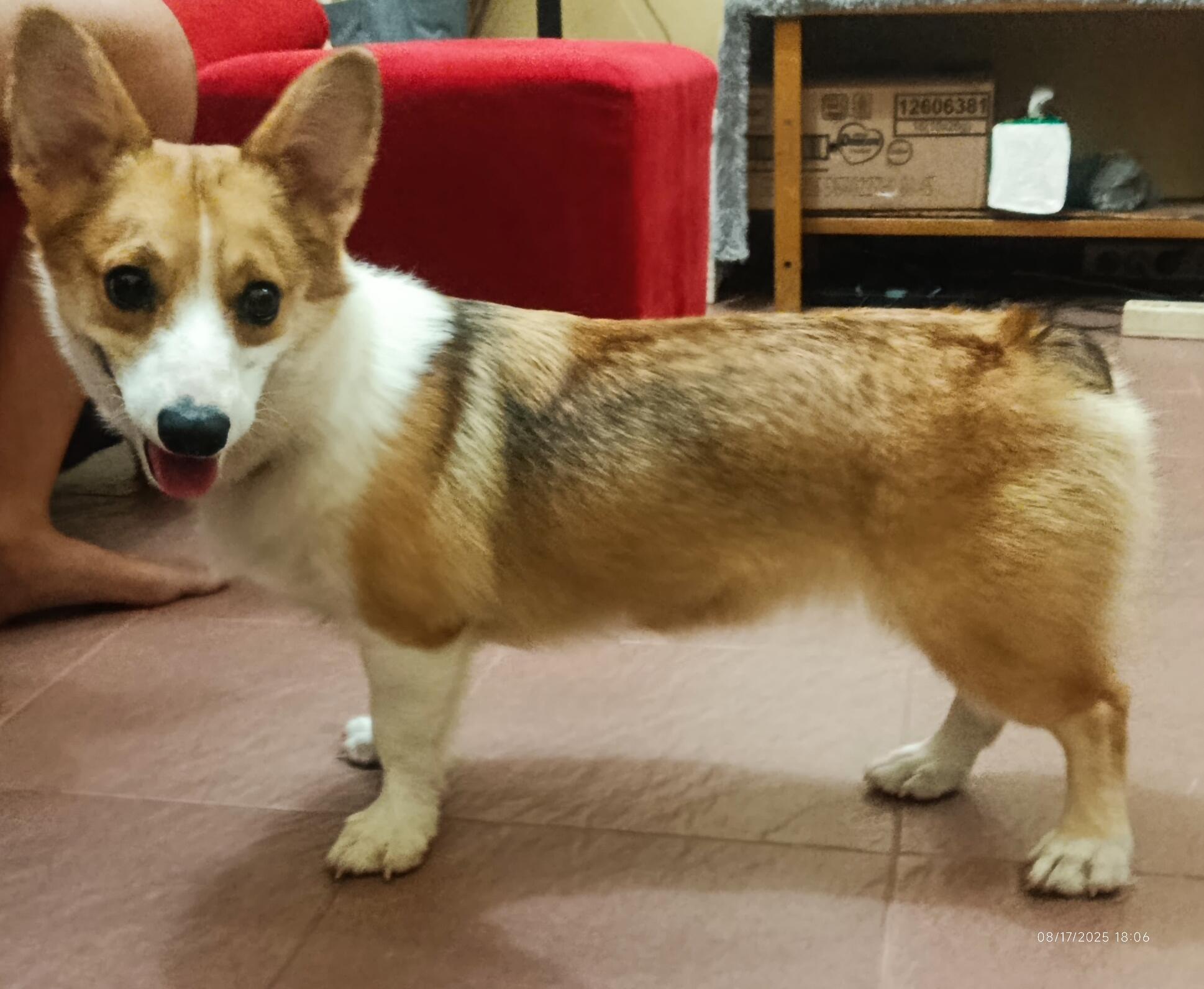 Open adopt Anjing Ras Corgi