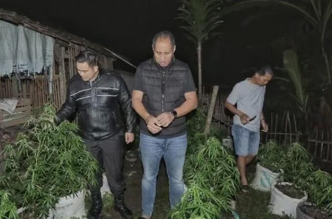 Ini Penampakan Ganja ‘Fresh From The Garden’ di Blitar, 820 Pohon Siap Petik