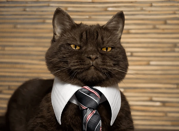 Dari Dewa ke Teman Nonton Netflix: Sejarah Kucing Jadi Hewan Peliharaan