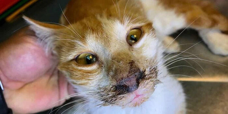 Waspada Calici: Penyakit Menular Berbahaya pada Kucing
