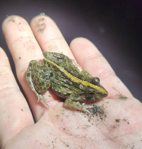 Hewan-hewan Unik Khas Indonesia yang Jarang Orang Tahu! PART 15