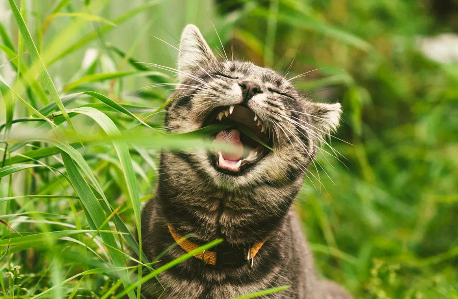 Kenapa Sih Kucing Makan Rumput? Ternyata Ini Alasannya!