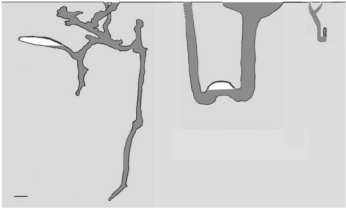 Hewan-hewan Unik Khas Indonesia yang Jarang Orang Tahu! PART 15