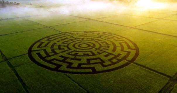 Hingga saat ini masih misteri,penyebab crop circle di Indonesia