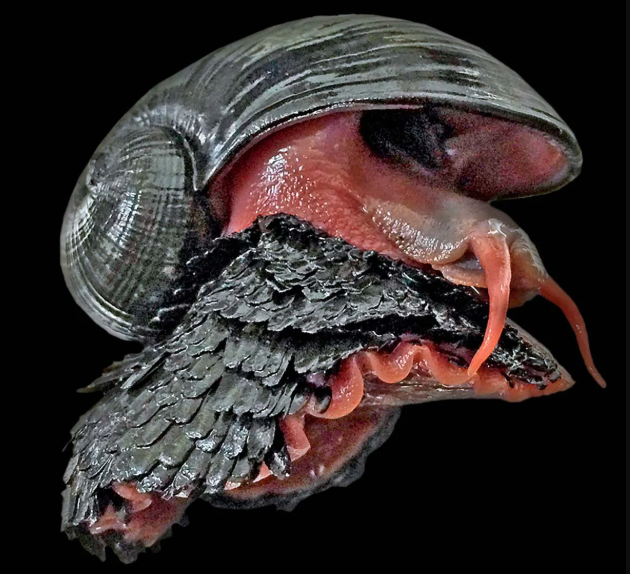 Siput Vulkanik, Makhluk Unik yang Lebih Mirip Pokemon Daripada Hewan Asli