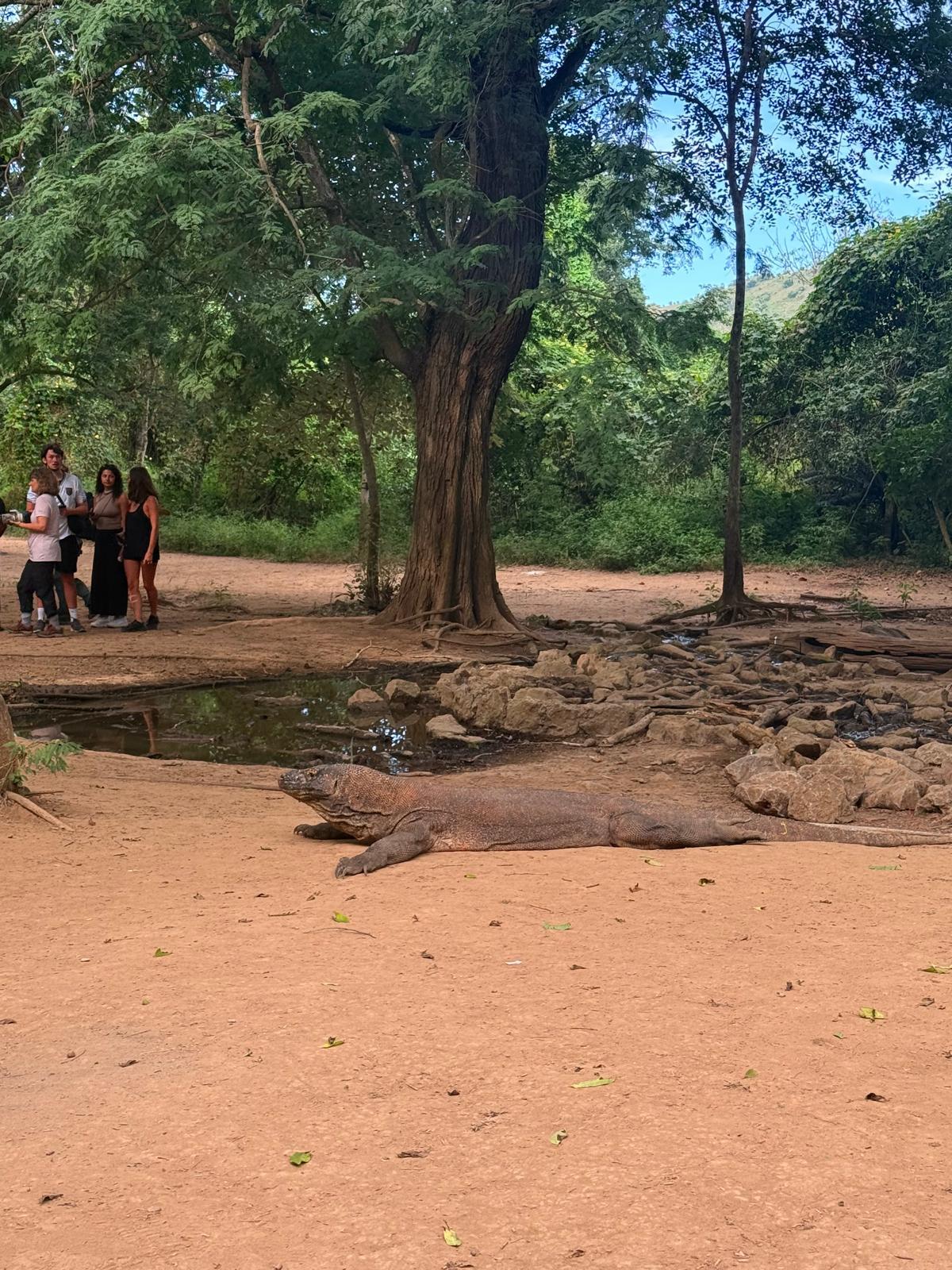 Tips Aman Jelajahi Pulau Komodo Bareng Lombok Komodo Tour: Ini Do’s and Don’ts-nya!