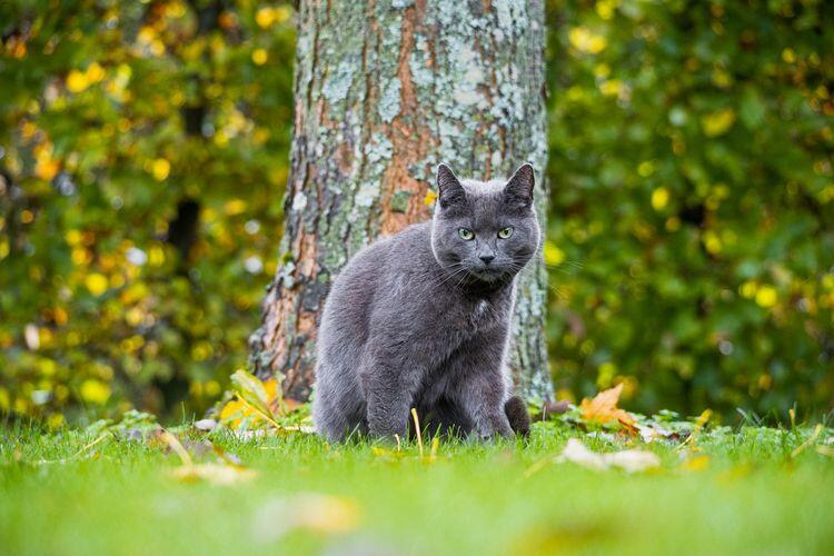 Jenis kucing lucu, menemani hari anda dirumah !
