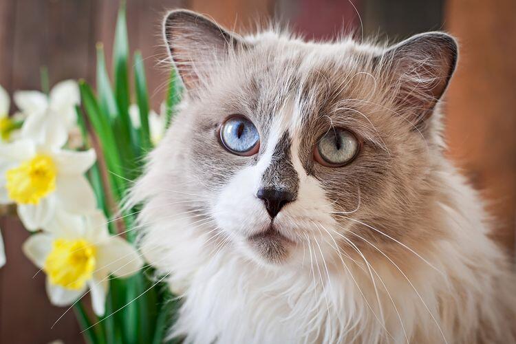 Jenis kucing lucu, menemani hari anda dirumah !