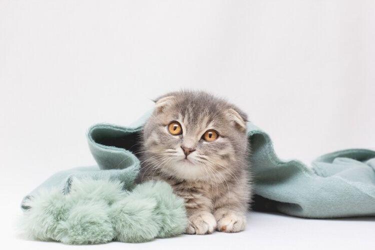 Jenis kucing lucu, menemani hari anda dirumah !