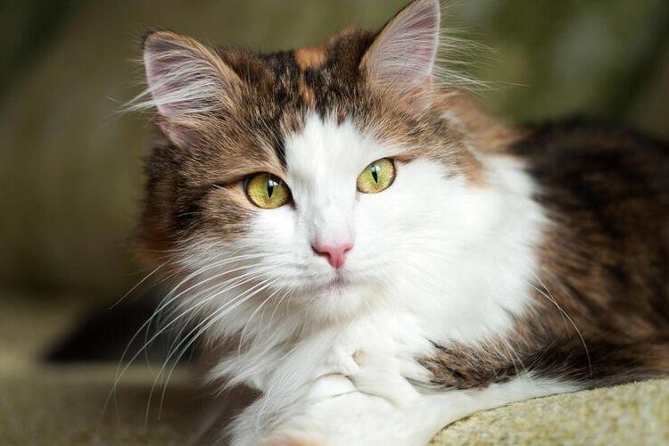 Jenis kucing lucu, menemani hari anda dirumah !