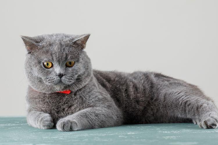 Jenis kucing lucu, menemani hari anda dirumah !