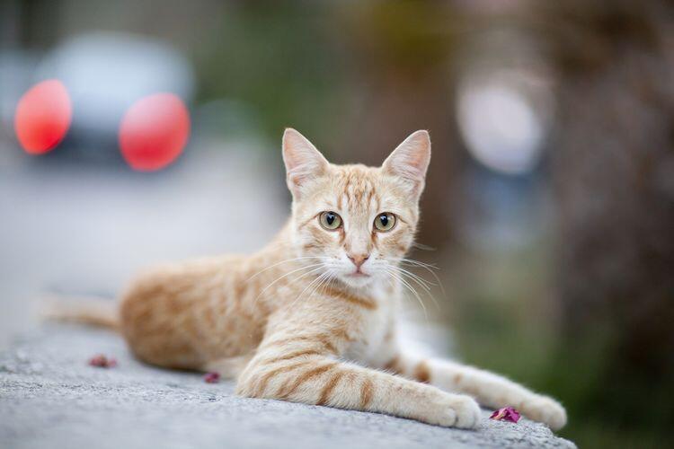 Jenis kucing lucu, menemani hari anda dirumah !