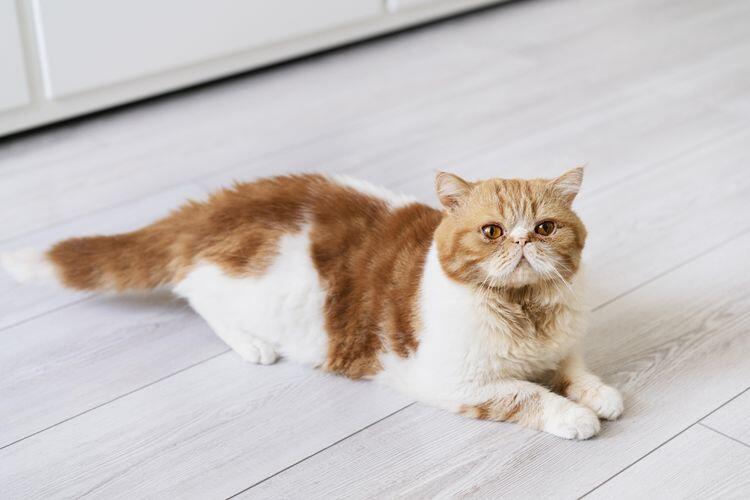 Jenis kucing lucu, menemani hari anda dirumah !