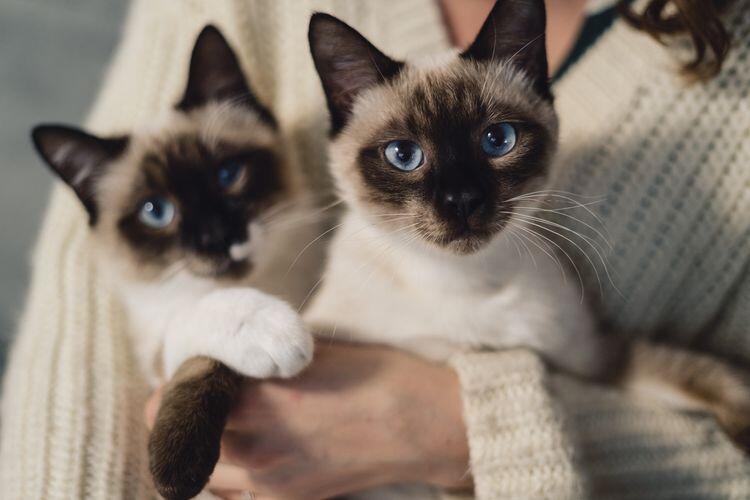 Jenis kucing lucu, menemani hari anda dirumah !