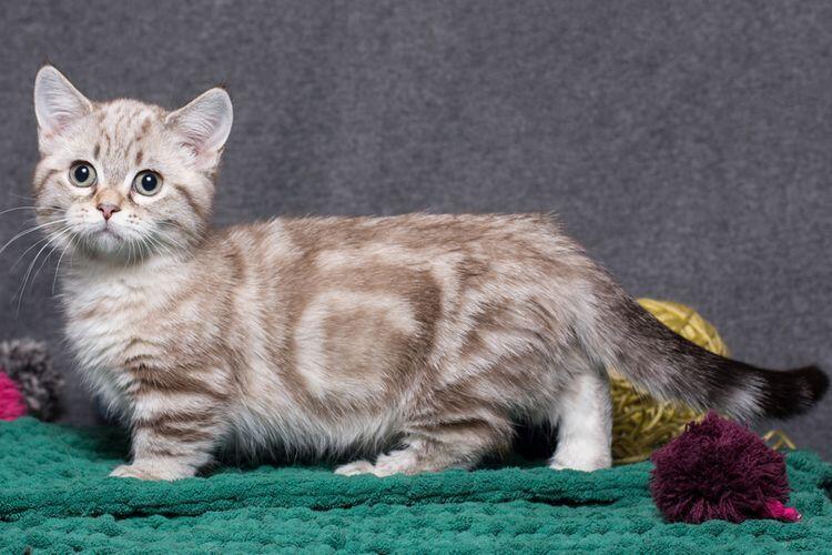 Jenis kucing lucu, menemani hari anda dirumah !