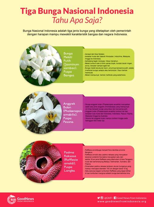 Anggrek Bulan, Mengapa Popularitasnya Tak Lekang oleh Waktu?