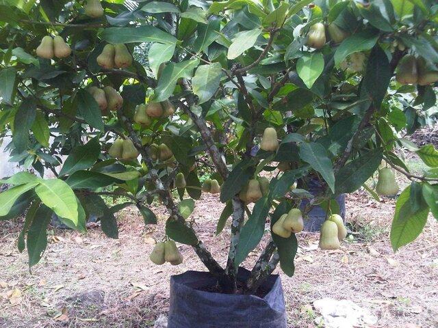 Cara Menanam Jambu Air