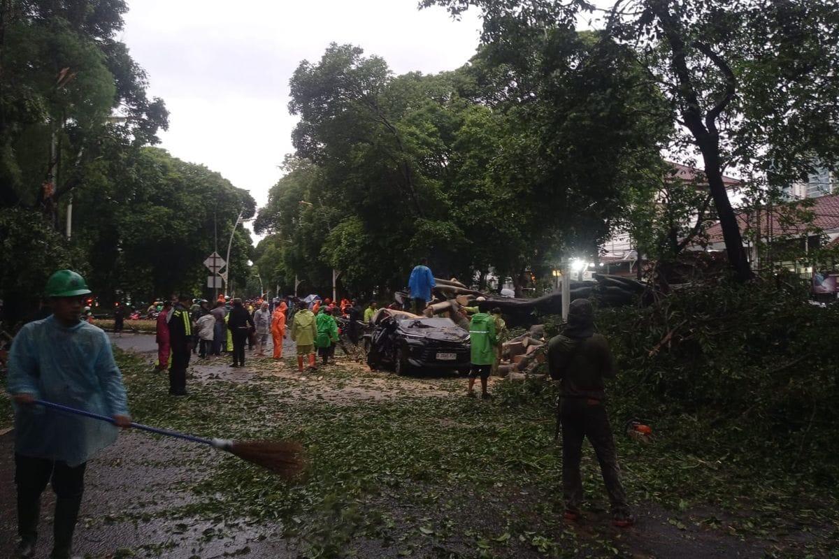 Kesaksian Warga Soal Pohon Tumbang di Dharmawangsa yang Menelan Korban Jiwa