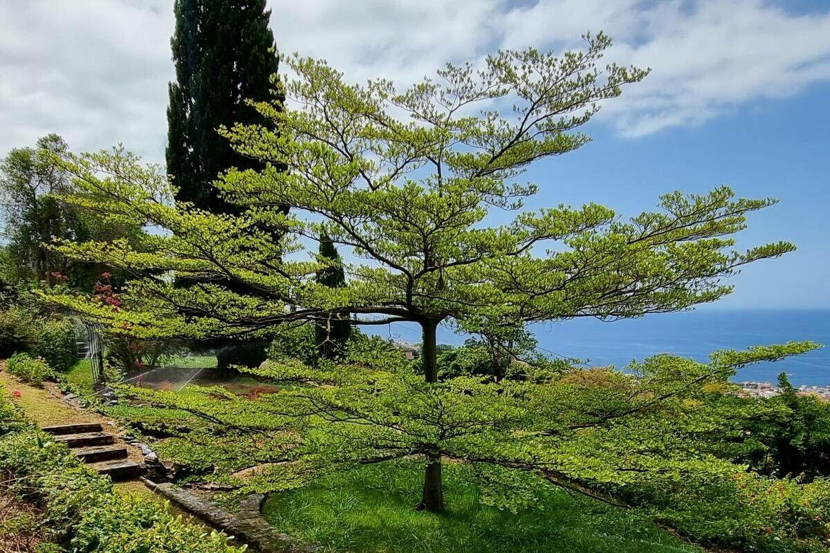 Ketapang Kencana: Si Cantik yang Ternyata Bisa Destruktif!