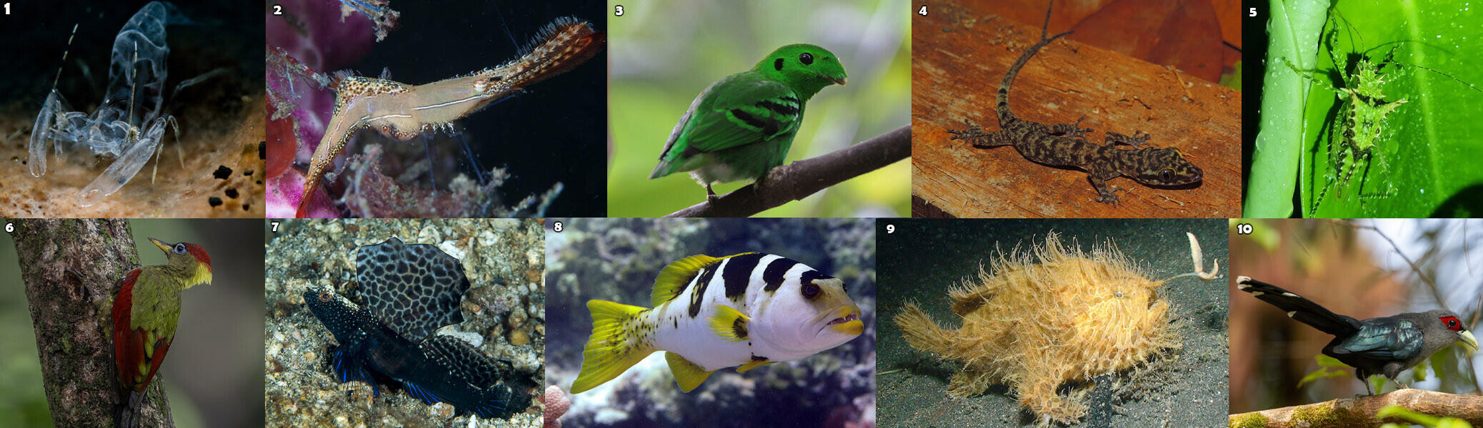 Hewan-hewan Unik Khas Indonesia yang Jarang Orang Tahu! PART 15