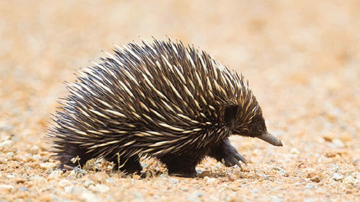 Mengenal Echidnas (Nokdiak), Hewan Paling Aneh di Dunia