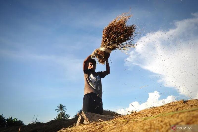 Mengenal Bobibos, bahan bakar dari jerami inovasi anak bangsa