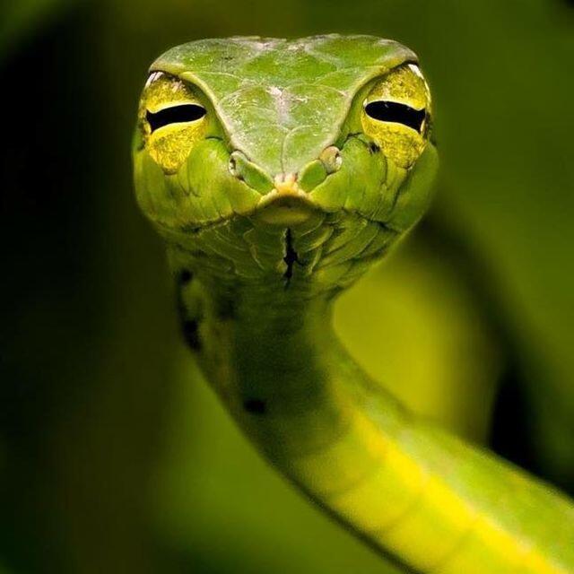 Mengenal Green Vine Snake, Ular dengan Muka Paling Julid dari Asia Tenggara