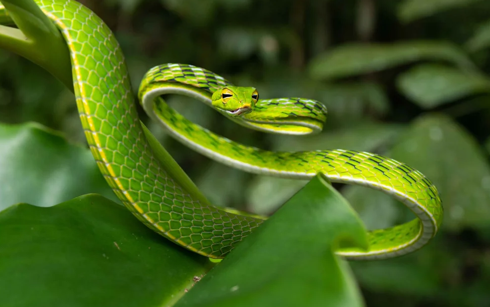 Mengenal Green Vine Snake, Ular dengan Muka Paling Julid dari Asia Tenggara
