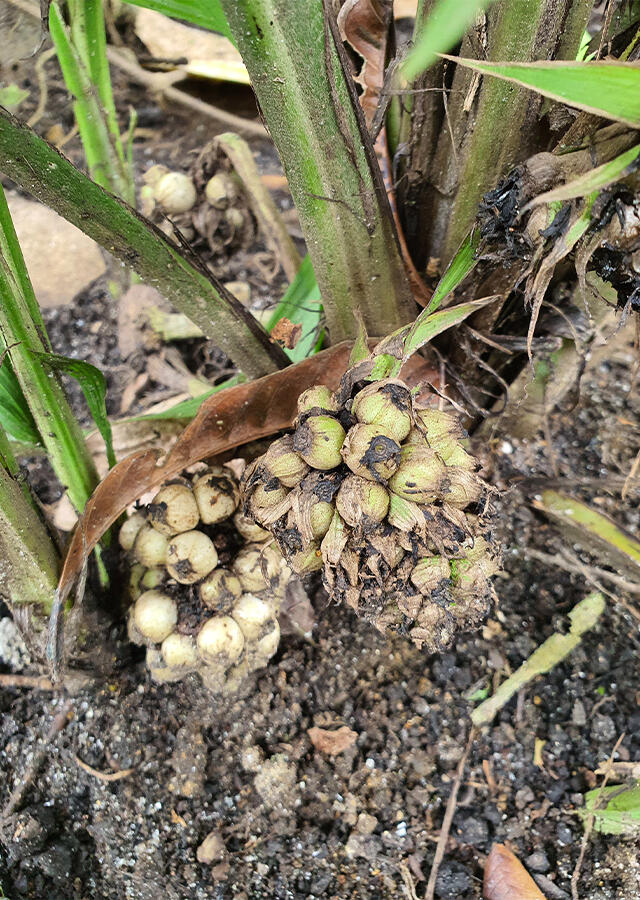 Marasai: Pemanis Alami dari Hutan Indonesia