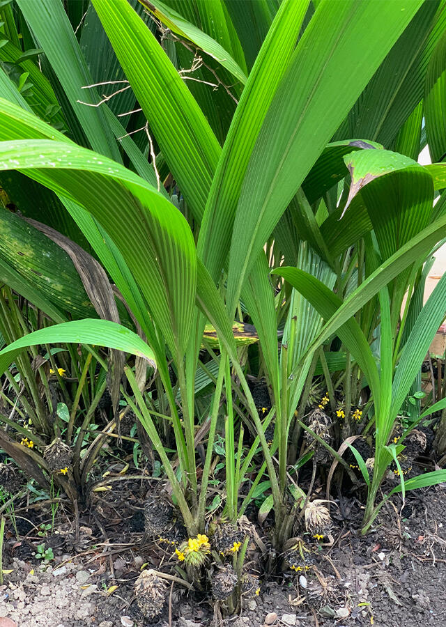 Marasai: Pemanis Alami dari Hutan Indonesia