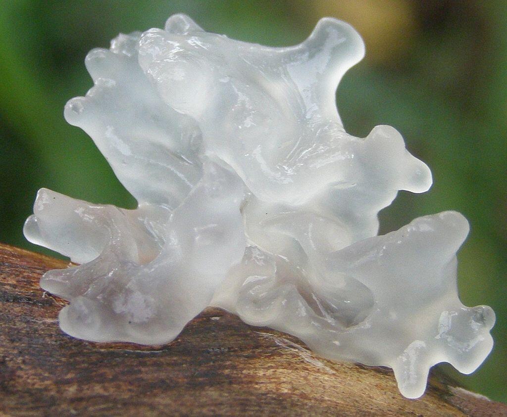 Tremella fuciformis, Jamur Cantik Yang Sangat Menyehatkan