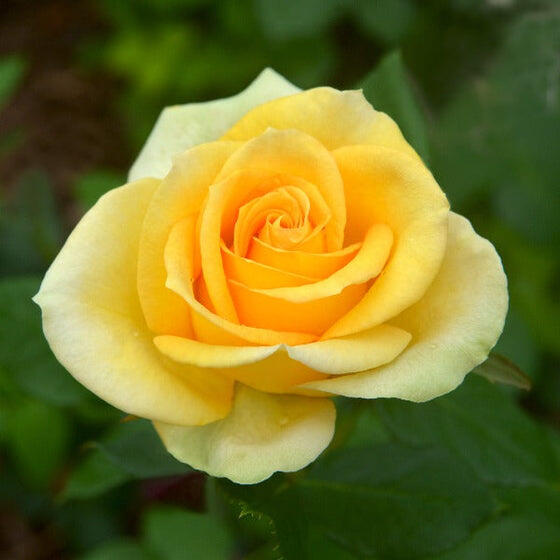 &#91;QUIZ&#93; Cendol Gratis Syukuran Dapat 5000 Koin Gan