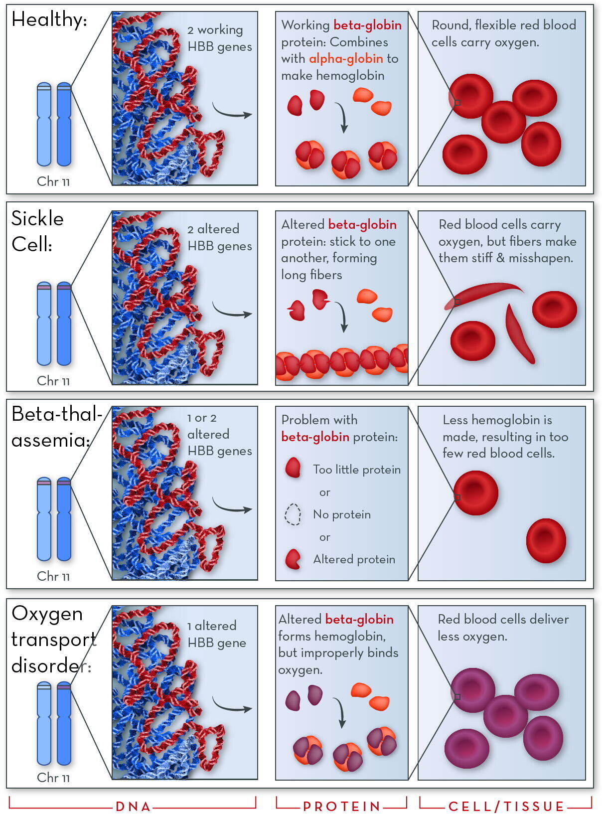 7 Jenis Hemoglobin Pada Manusia Beserta Penjelasannya