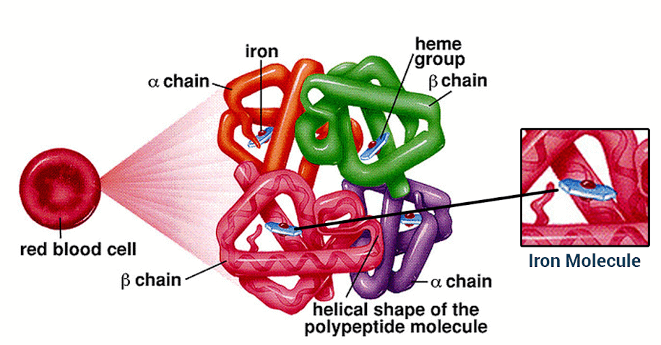7 Jenis Hemoglobin Pada Manusia Beserta Penjelasannya