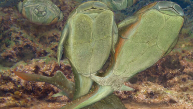 Seks pertama kali di ciptakan oleh ikan ini