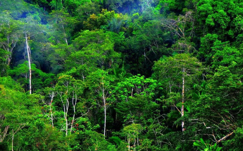 Mengapa Akar yang Tersisa Pasca Deforestasi Kehilangan Fungsinya? 