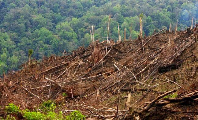 Mengapa Akar yang Tersisa Pasca Deforestasi Kehilangan Fungsinya? 