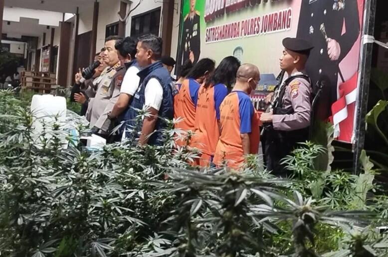 Penanam Ganja di Rumah Kontrakan Jombang Digaji hingga Rp5,5 Juta per Bulan