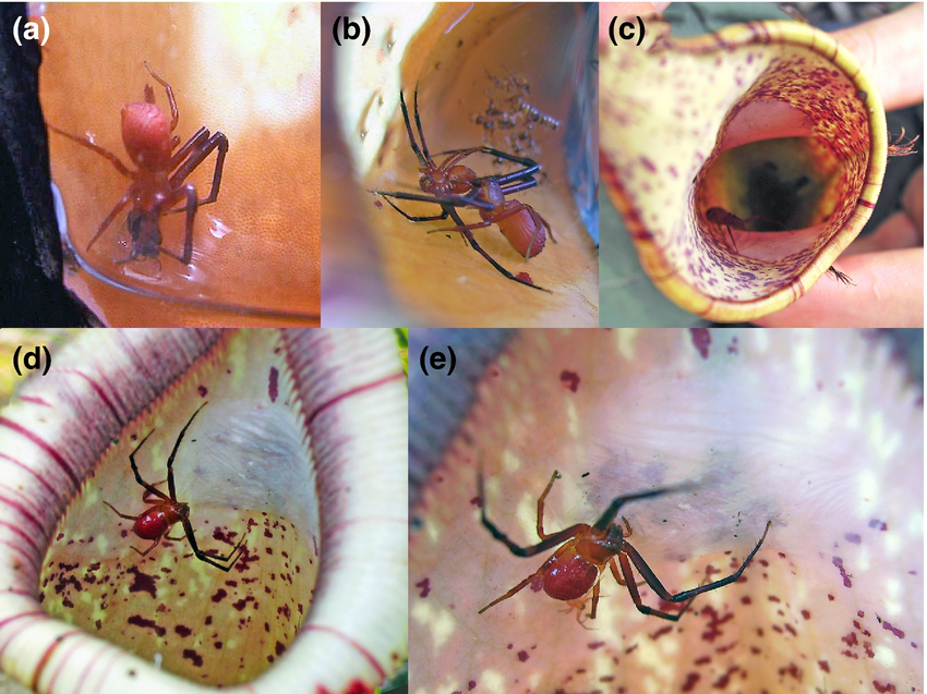 Hewan-hewan Unik Khas Indonesia yang Jarang Orang Tahu! PART 16