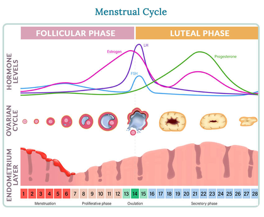 Siklus Menstruasi Adalah Tanda Vital Medis Kelima (Baca Sist!)