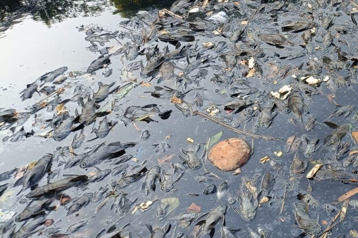 Populasi Ikan Sapu-sapu Tak Terkendali, Ekosistem Sungai Ciliwung Terancam
