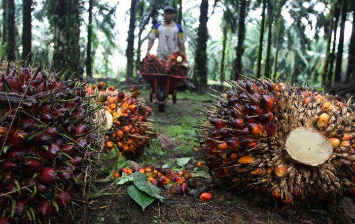 Sawit Jadi Tulang Punggung Menuju Indonesia Emas 2045