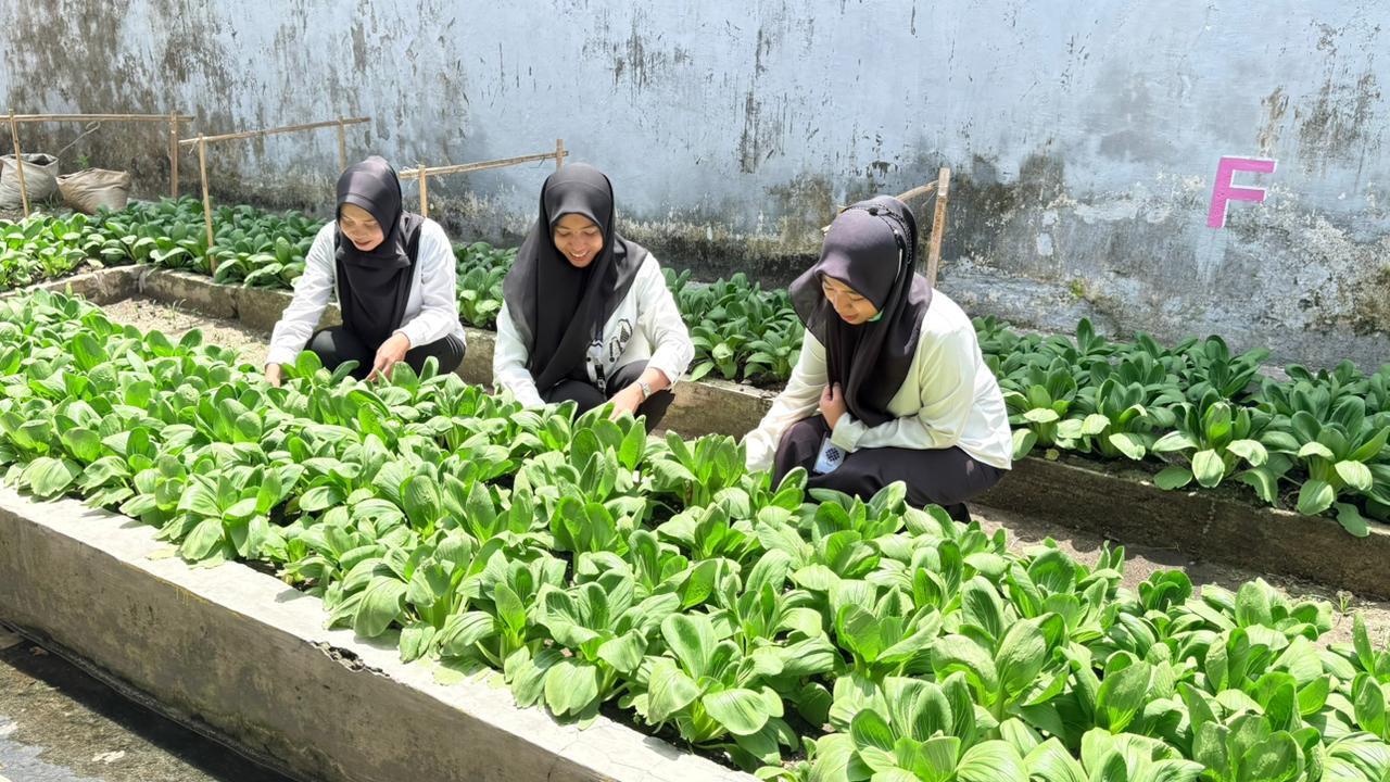 Ramadan Produktif, Rutan Majene Panen Pakcoi Sebanyak 5 Kg