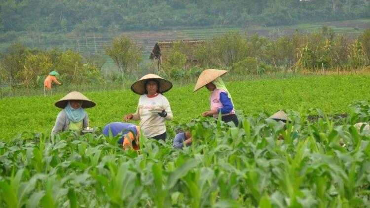 Hilirisasi Menuju Pertanian Bernilai Tinggi